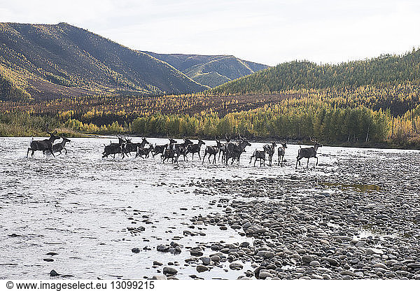 Deer running in river at Yukon_Charley Rivers National Preserve