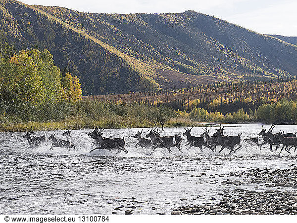 Deer running in river at Yukon_Charley Rivers National Preserve against mountain