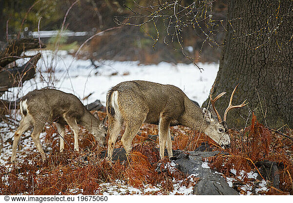 Deer seen in winter in Yosemite National Park  WY.