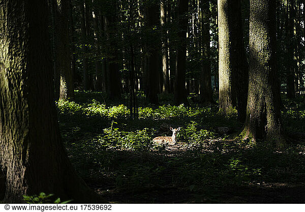 Deer sitting amidst trees in forest