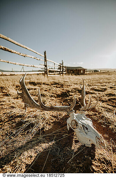 Deer skull and antlers lay in the dirt and grass on ranch  New Mexico