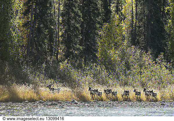 Deer standing on riverbank at Yukon_Charley Rivers National Preserve