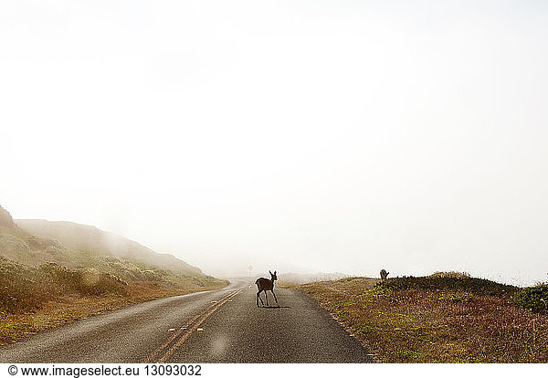 Deer walking on road against clear sky