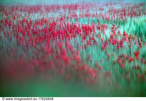 Defocused view of poppies blooming in green meadow
