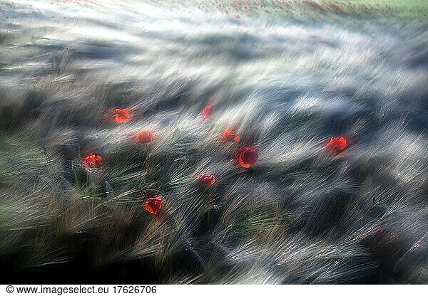 Defocused view of poppies blooming in windswept meadow