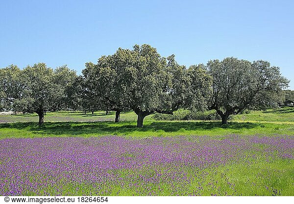 Dehesa mit Steineichen (Quercus ilex) in der Extremadura  Extremadura  Spanien  Europa