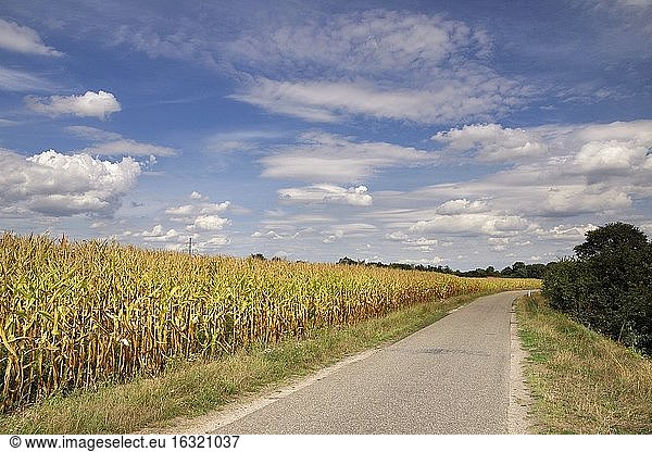 Deich entlang der Maas in der Nähe des niederländischen Dorfes Neer in der Provinz Limburg.