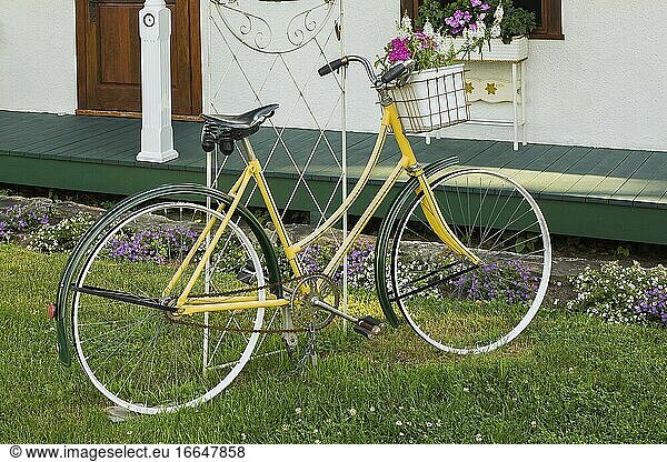 Dekoratives gelbes und grünes Vintage-Fahrrad mit weißem Blumenkorb mit rosa einjährigen Blumen im Vorgarten im Sommer  Quebec  Kanada. Dieses Bild ist freigegebenes Eigentum. CUPR0321.