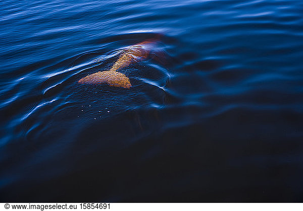 Delfin stürzt sich in das dunkle Wasser des Rio Negro im Amazonas