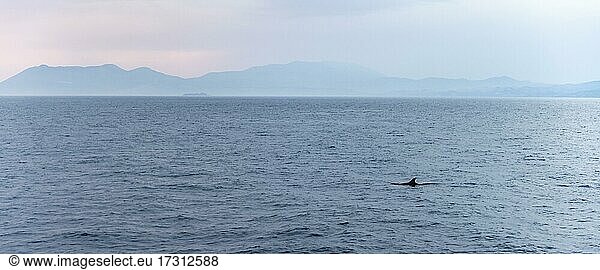 Delfine im Meer  Mittelmeer  Dodekanes  Griechenland  Europa