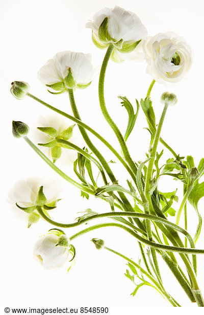 Delicate flowers with long thin stalks on a white background.