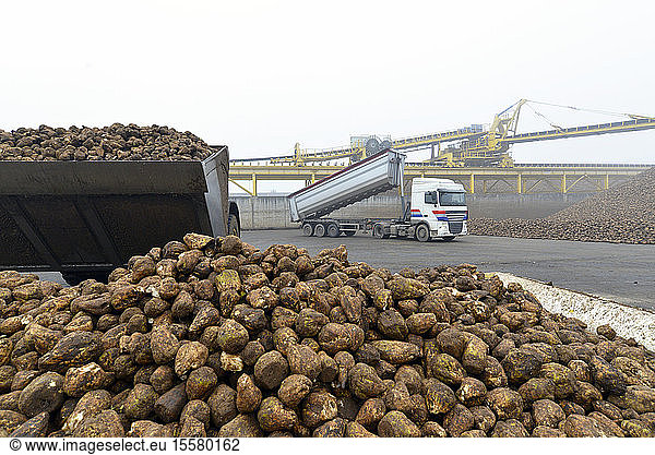 Delivery of sugar beets at a sugar mill