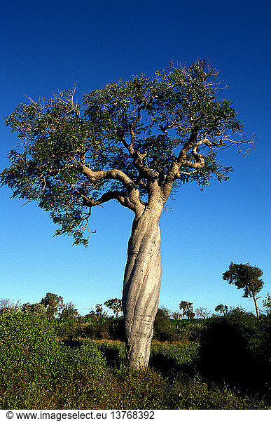 Delonys Baum