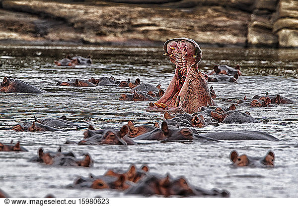 Democratic Republic of Congo Hippopotamuses (Hippopotamus Amphibius) swimming in river
