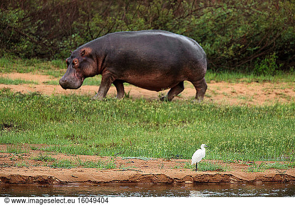 Demokratische Republik Kongo  Flusspferd (Hippopotamus amphibius) und Kuhreiher (Bubulcus ibis) im Garamba-Nationalpark