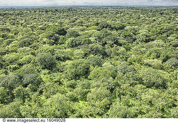 Demokratische Republik Kongo  Luftaufnahme der grünen Savanne im Garamba-Nationalpark