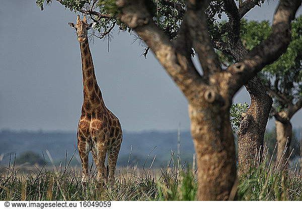 Demokratische Republik Kongo  Porträt einer stehenden Giraffe im Garamba-Nationalpark