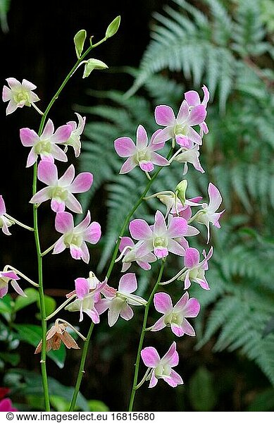 Dendrobium-Orchidee  Asien