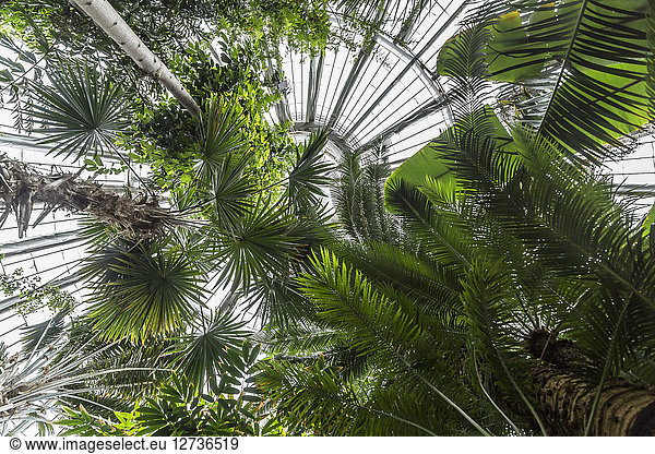 Denmark  Copenhagen  Palms at Botanical Garden  worm's eye view