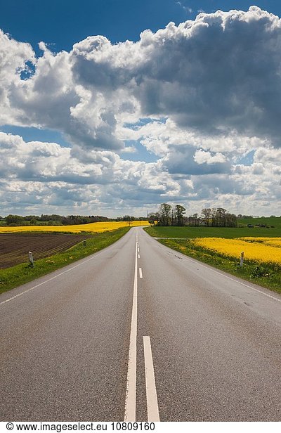 Denmark  Jutland  Hobro  country road with rapeseed fields  springtime.