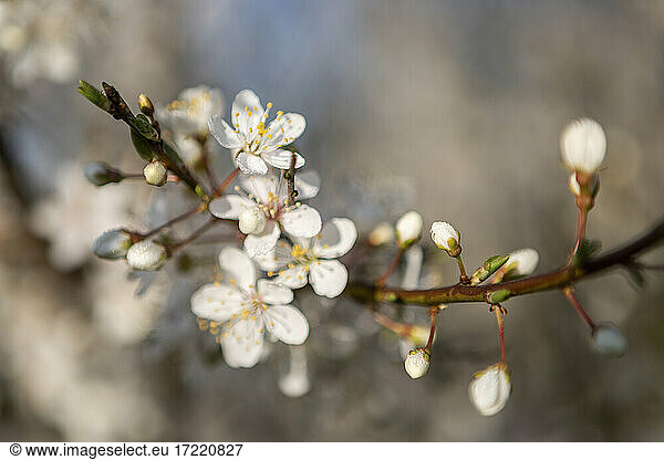 Denmark  White blossoming branch in spring