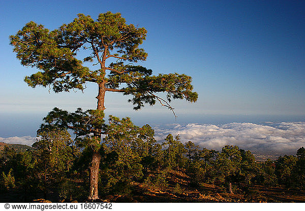 Dennenbos in Nationaal Park Del Teide; Pine forest at National Park Del Teide