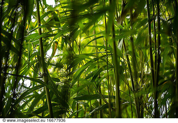 Dense Bamboo Leaves in Maui Bamboo Forest