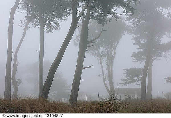 Dense fog among cypress trees  road in foreground in a national seashore reserve in California.