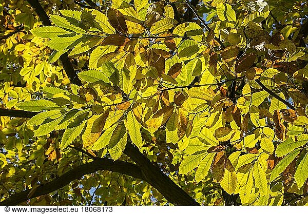 Dense foliage of the chestnut (Castanea sativa) with leaves in autumn colours