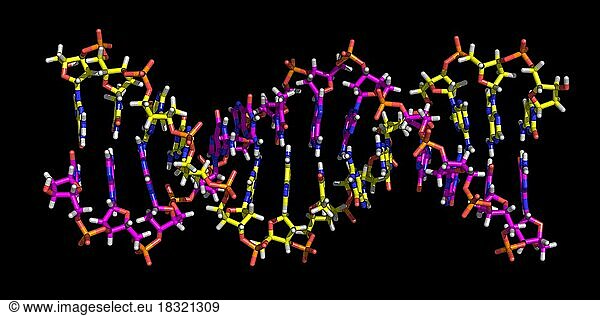 Deoxyribonucleic acid (DNA) is a nucleic acid that contains the genetic instructions used in the development and functioning of all known living organisms and some viruses. The main role of DNA molecules is the long-term storage of information. DNA is often compared to a set of blueprints or a recipe  or a code  since it contains the instructions needed to construct other components of cells  such as proteins and RNA molecules