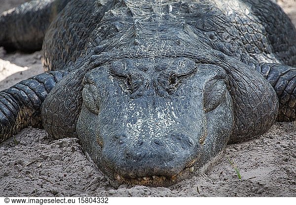 Der Amerikanische Alligator (Alligator mississippiensis) befindet sich in Sand  Porträt  Gefangenschaft  St. Augustine Alligator Farm Zoological Park  St. Augustine  Florida  USA  Nordamerika