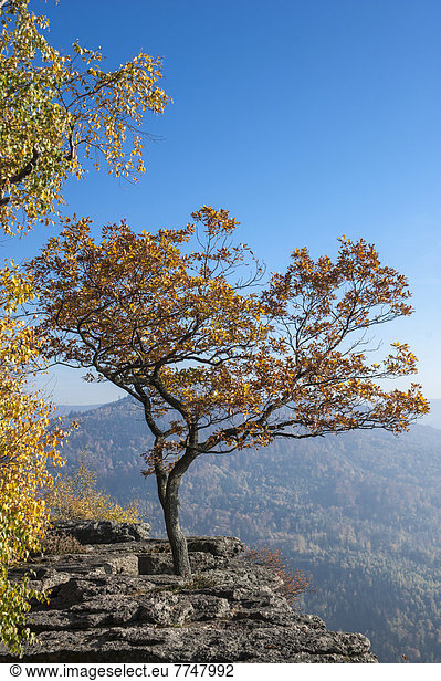 Der Battertfelsen im Herbst Battert