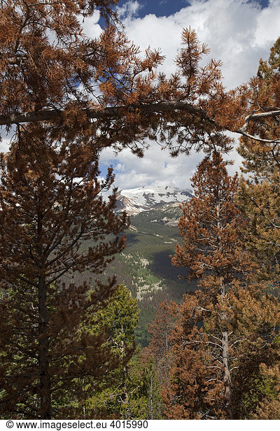Der Befall mit Bergkiefernkäfern hat Millionen von Hektar von Kiefern im amerikanischen Westen zerstört  Rocky Mountain National Park  Colorado  USA