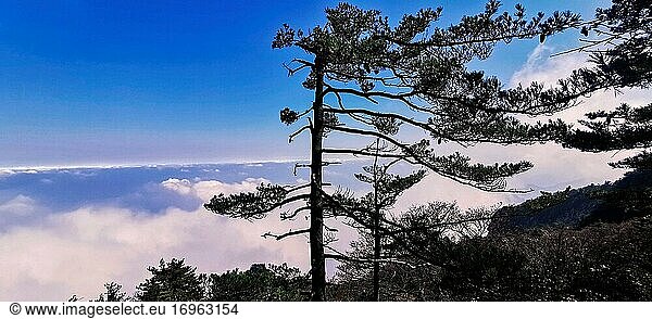 Der Berg Funiu im westlichen Henan blauer Himmel  weiße Wolken  Kiefern