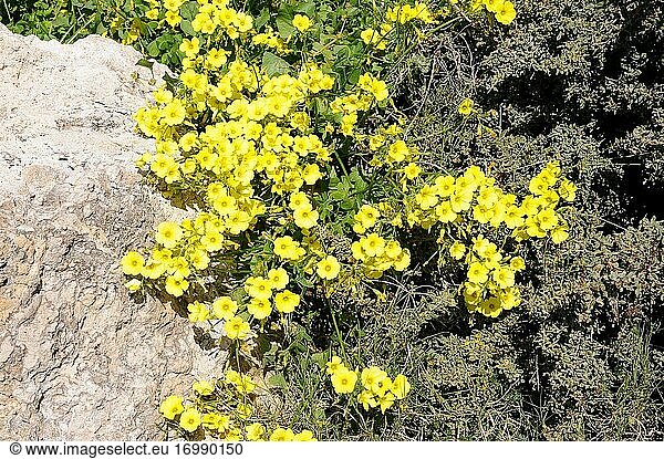 Der Bermuda-Hahnenfuß (Oxalis pes-caprae) ist eine invasive  mehrjährige Pflanze  die in Südafrika beheimatet ist  sich aber unter anderem in Europa  den USA und Australien eingebürgert hat. Dieses Foto wurde im Naturpark Cabo de Gata  Provinz Almeria  Andalusien  Spanien  aufgenommen.
