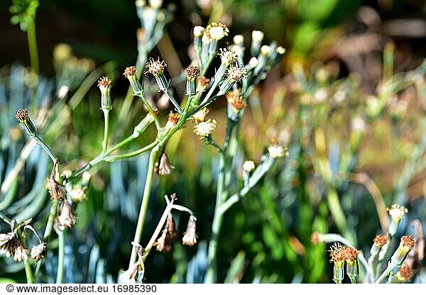 Der Blaue Halm (Curio talinoides  Senecio talinoides oder Senecio mandraliscae) ist eine sukkulente Pflanze mit linearen Blättern. Sie ist in Südafrika heimisch.