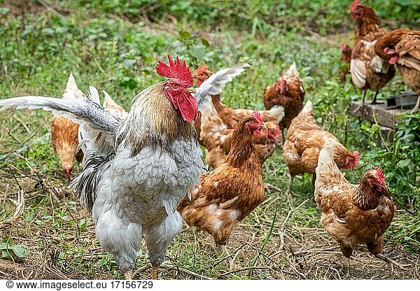 Der dominante Hahn schlägt mit den Flügeln um die Hennen auf einem Bauernhof in Valley Lee  MD.
