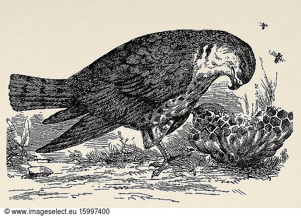 Der Europäische Bienenfresser (Pernis apivorus) ist eine Vogelart aus der Familie der Zweiflügler (Accipitridae)  die von Südeuropa und dem Iran bis nach Südafrika lebt. Alte gestochene Tierillustration aus dem 19. Jahrhundert.