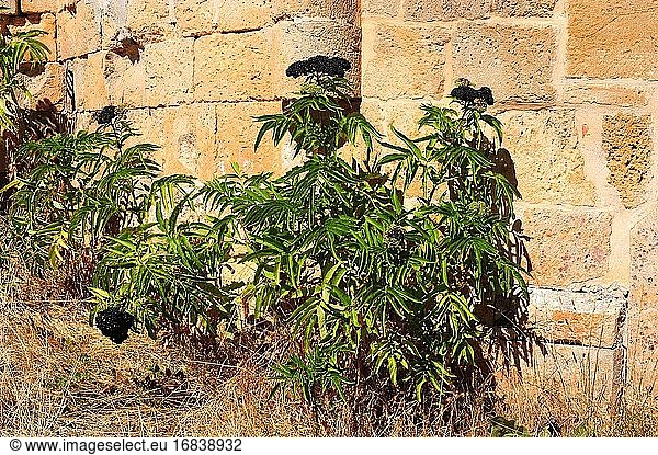 Der Europäische Zwergholunder (Sambucus ebulus) ist eine mehrjährige Pflanze  die in Mittel- und Südeuropa und Südwestasien heimisch ist. Dieses Foto wurde in Caltanazor  Soria  Kastilien-León  Spanien aufgenommen.