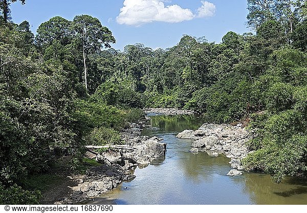 Der Fluss Danum fließt durch den dipterokarpen Tieflandregenwald  Danum Valley Conservation Area  Sabah  Borneo  Malaysia.