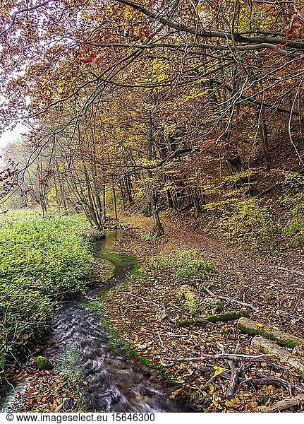 Der Fluss Saspowka und der Herbst im Ojcow-Nationalpark  Krakau-Tschenstochauer Hochland oder Polnisches Jurahochland  Woiwodschaft Kleinpolen  Polen  Europa