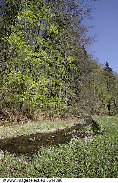 Der Fluss Vesser im Biosphärenreservat Vessertal-Thüringer Wald,  Thüringen,  Deutschland,  Europa