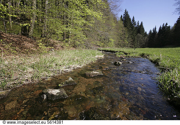 Der Fluss Vesser im Biosphärenreservat Vessertal-Thüringer Wald  Thüringen  Deutschland  Europa