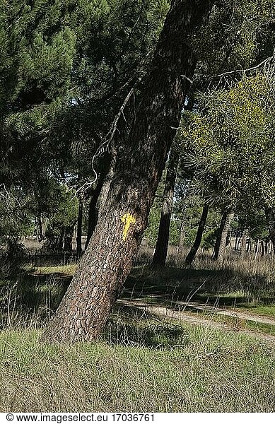 Der gelbe Pfeil in den Pinienwäldern des Jakobsweges von Madrid  der durch die Provinz Valladolid führt. Kastilien und León. Spanien.