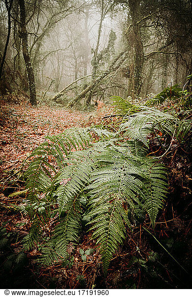 Der grüne Wald im Winter und mit viel Vegetation