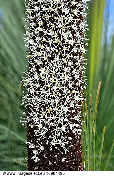 Der Grasbaum (Xanthorrhoea glauca) ist ein großer Strauch  der im Osten Australiens heimisch ist. Blumen Detail.