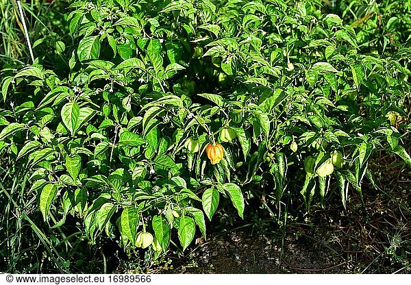 Der Habanero-Pfeffer (Capsicum chinensis) ist eine einjährige Pflanze  die auf den karibischen Inseln  in Mittelamerika und im südlichen Mexiko heimisch ist. Ihre Früchte sind essbar  aber scharf gewürzt. Dieses Foto wurde in Baix Llobregat  Provinz Barcelona  Katalonien  Spanien  aufgenommen.