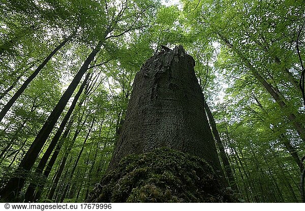 Der Habichtswald ist Teil des Osnabrücker Hügellandes  Totholz als wichtiges Mikrohabitat für Insekten  Laubmischwald  Nordrhein-Westfalen  Deutschland  Europa