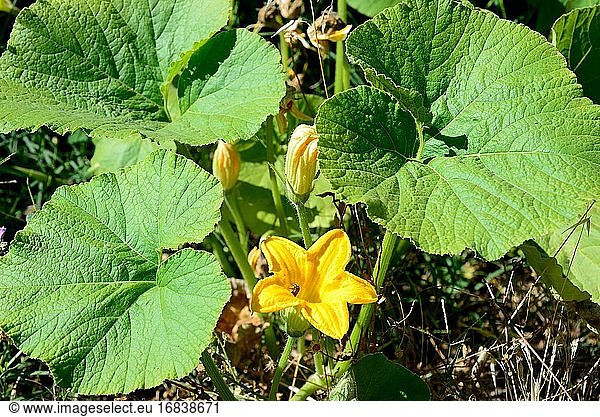 Der Kürbis (Cucurbita maxima) ist eine einjährige  ausladende Pflanze  die in Südafrika beheimatet ist  aber wegen ihrer essbaren Früchte häufig angebaut wird. Blumen Detail.