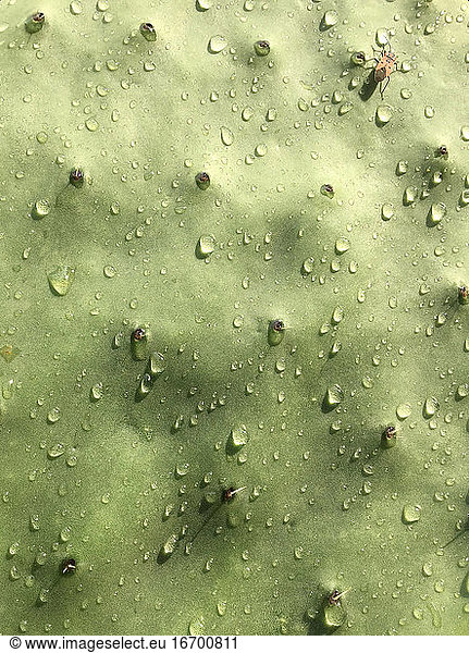 Der Kaktus mit den Regentropfen